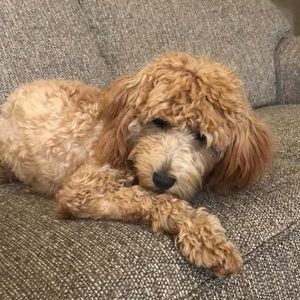 Meet your Posher, Annette